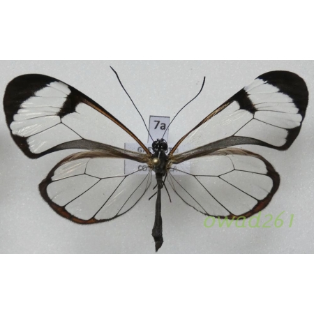 Greta oto (Hewitson, 1855) ex. ovo Costa Rica7a